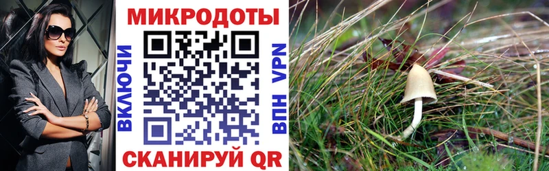 Галлюциногенные грибы Psilocybine cubensis  даркнет сайт  Южно-Сухокумск 